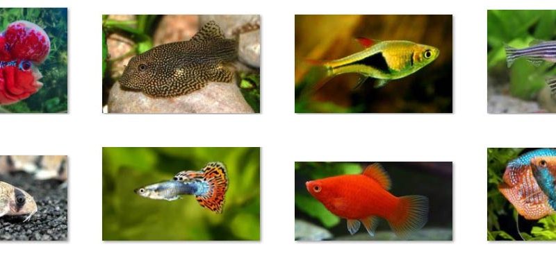 8 loài cá cảnh độc lạ
