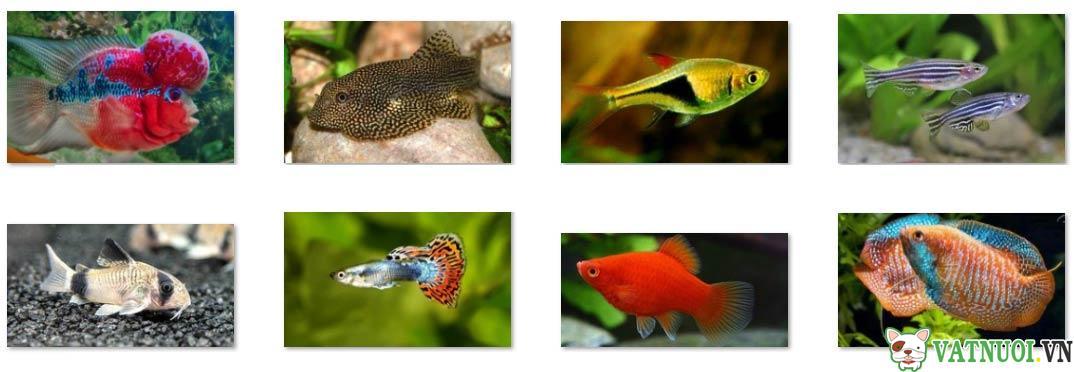 8 loài cá cảnh độc lạ