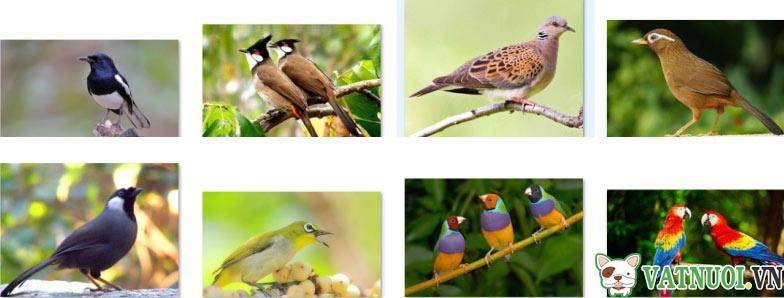 9 loài chim phổ biến nhất việt nam