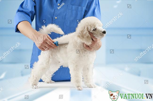 Cạo lông máu cho Chó Poodle 