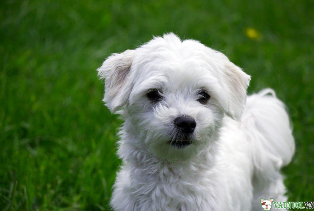 Chó Maltese Dog