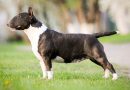 Chó Sục Bò Bull Terrier, Đặc điểm, Nguồn gốc, Cách nuôi và Giá bán