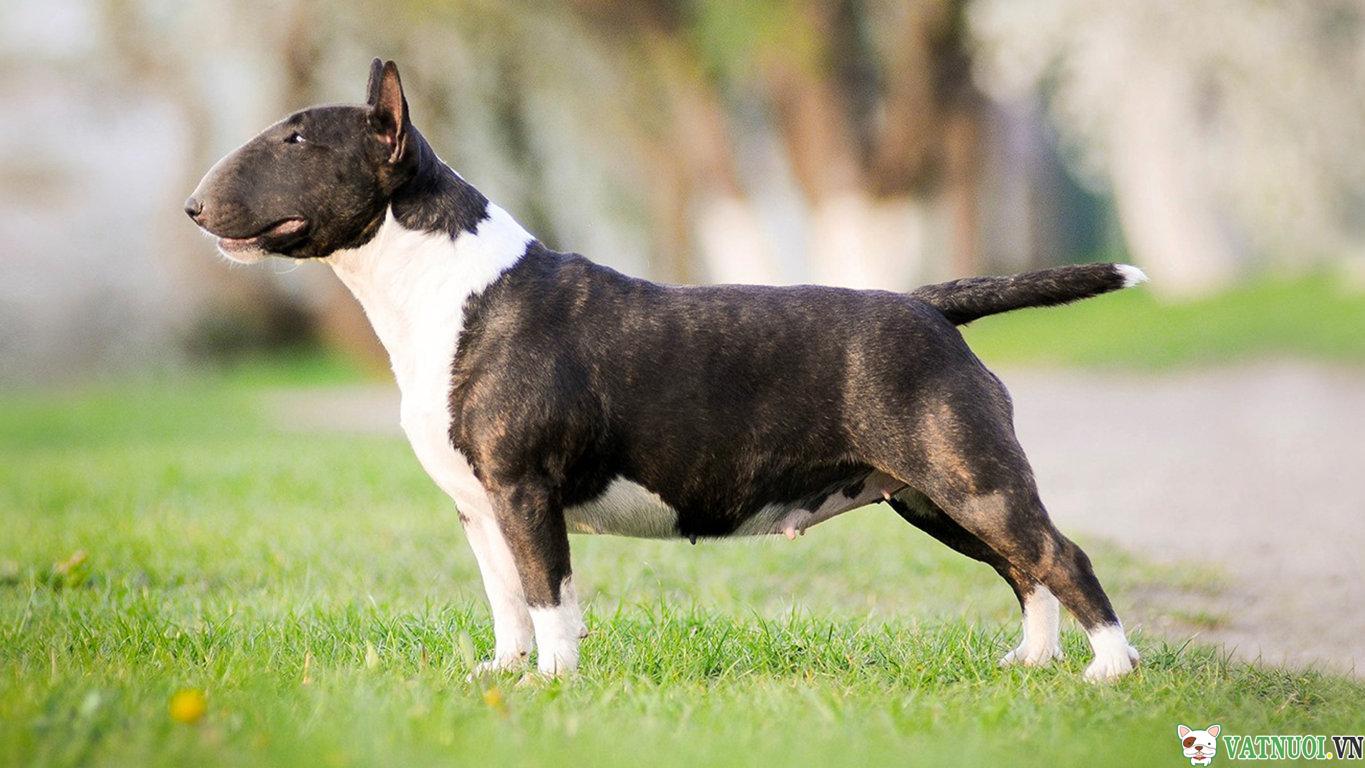 Chó sục bò Bull Terrier