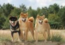 Chó Shiba Inu – Quốc Khuyển Nhật Bản Đáng Yêu Nhất Thế Giới