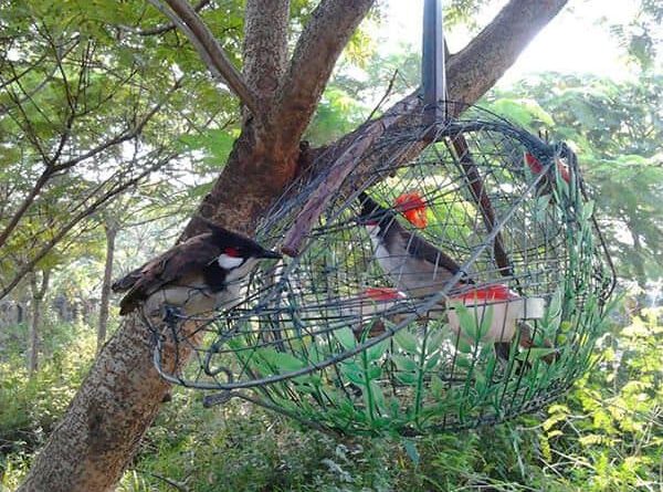 Cận cảnh các loài chim chào mào độc đáo của Việt Nam 1