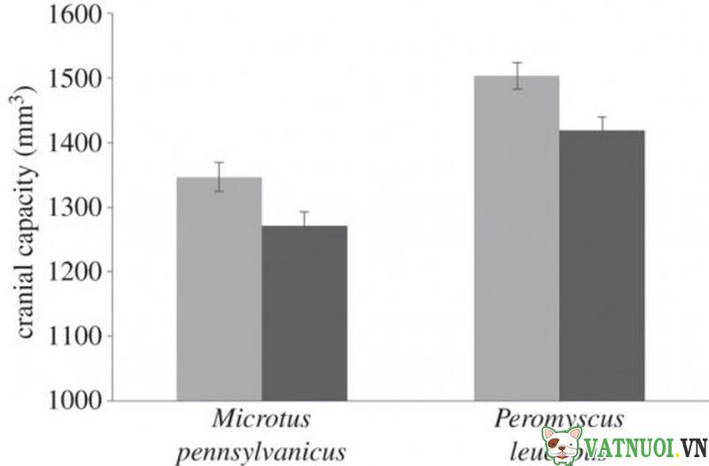 Biểu đồ so sánh kích thước họp sọ của ðộng vật ở nông thôn (màu xám) và ở thành thị (màu trắng xám) của hai loài chuột đồng (Microtus pennsylvanicus) và chuột chân trắng (Peromyscus leucopus)
