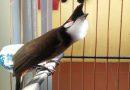 Kỹ thuật nuôi chim chào mào dành cho người mới