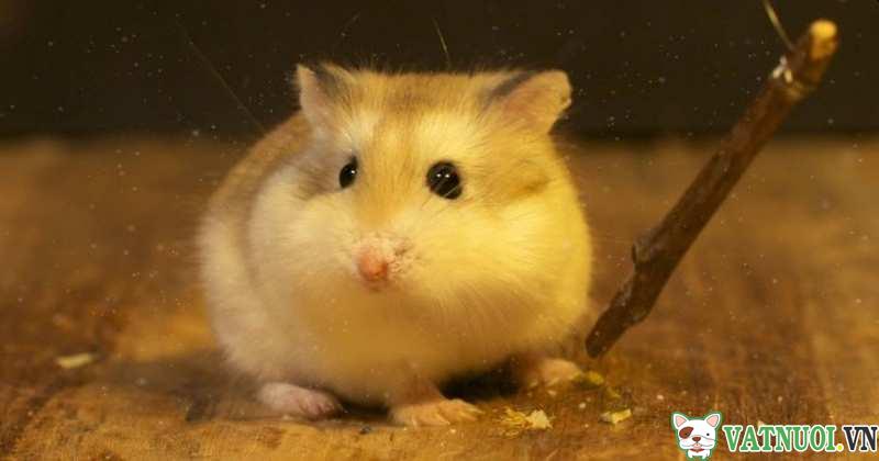cách nuôi hamster