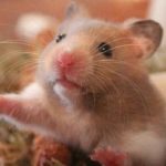 chăm sóc hamster mang thai