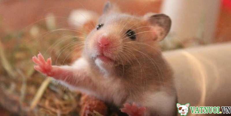 chăm sóc hamster mang thai