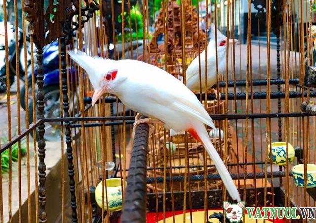 Kinh nghiệm chọn dáng chim chào mào của Centimet | Diễn Đàn Cây Cảnh Việt  Nam - Hội Bonsai Việt Nam và Quốc Tế