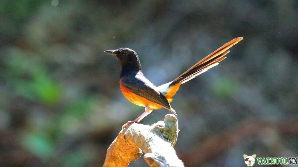 Khám phá 12 Blue Birds ở Alabama ⋆ Cá cảnh mini