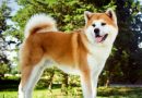 Chó Akita giá bao nhiêu? Kinh nghiệm mua bán chó Akita