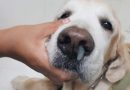 Chó bị sổ mũi phải làm sao? Điều trị dứt điểm chó bị sổ mũi đơn giản