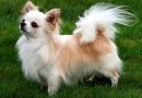 TOP 4 Những giống Chó Chihuahua lai được nuôi phổ biến