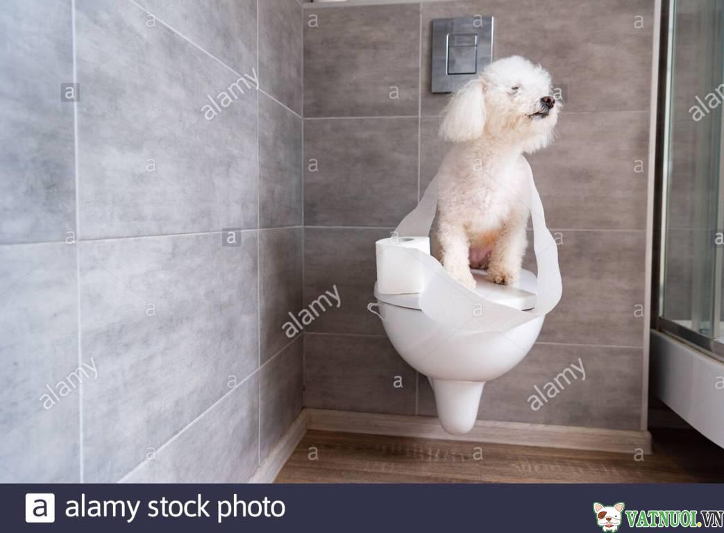 Dạy chó đi vệ sinh