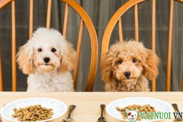 bữa ăn dinh dưỡng cho chó với thức ăn khô