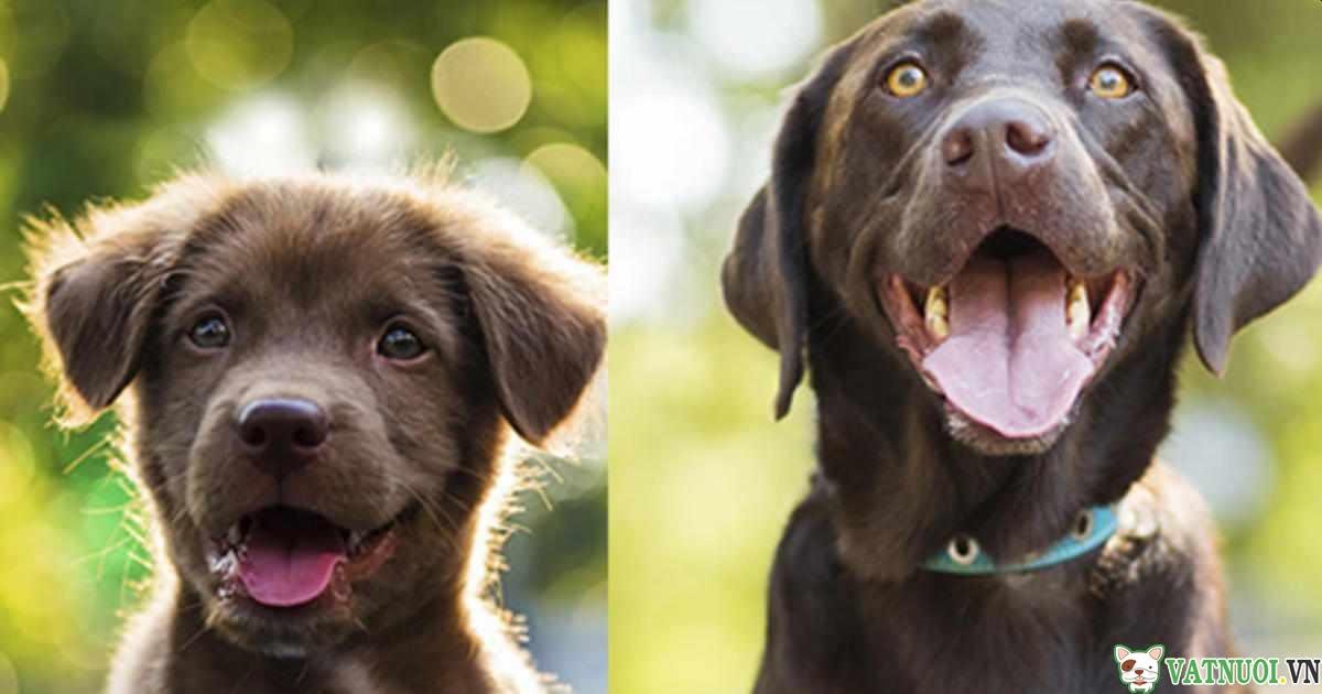 chó con và chó trưởng thành puppy vs adult dog
