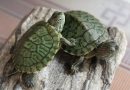 Cách nuôi rùa nước trong nhà khoẻ mạnh sống lâu không bị chết