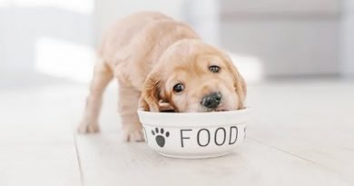 thức ăn cho cún