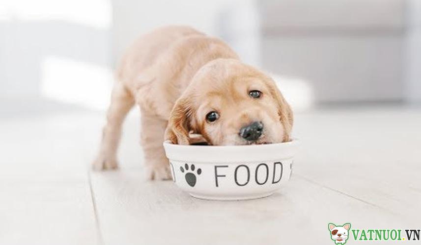 thức ăn cho cún