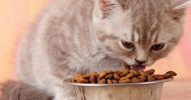 thức ăn cho mèo giá sỉ