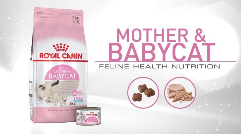 royal canin mother &babycat