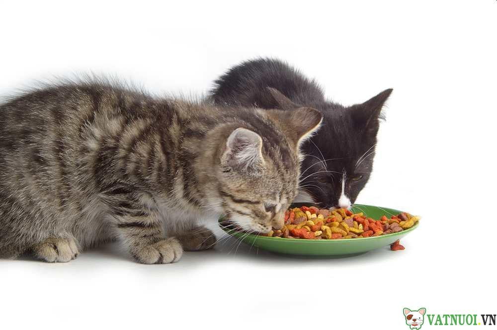 Thức ăn hạt cho mèo nào tốt
