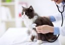 Mẹo hay chữa trị mèo bị rối loạn tiêu hóa giúp cứu sống mèo