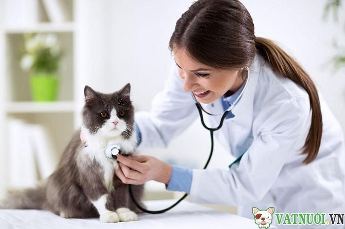 Triệt Sản Mèo Cái Bằng Phẫu Thuật hay Dùng Thuốc Bao Tiền ?