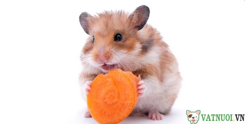 thức ăn cho hamster