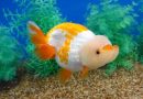 Ca Ranchu Buffalo Head Goldfish 2