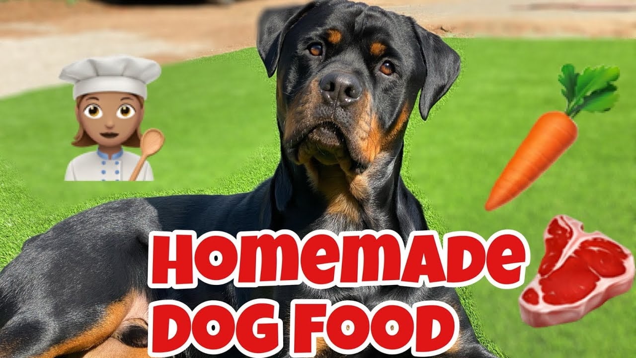 Chế độ dinh dưỡng cho chó Rottweiler - Dịch Vụ Huấn Luyện Chó