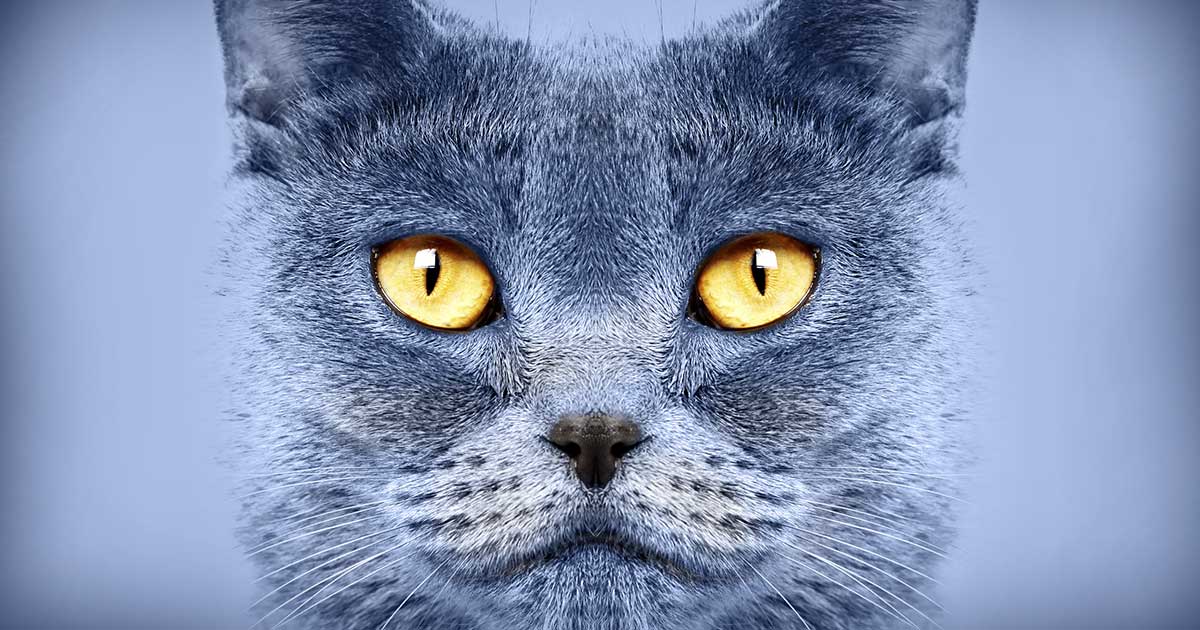 20/20 Vision: Why Do Cats' Eyes Glow in the Dark?