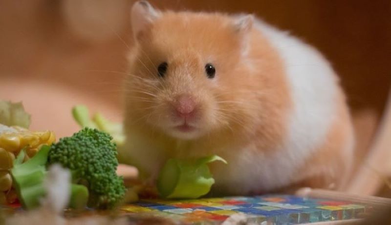 Tuổi thọ của chuột Hamster là bao nhiêu năm?