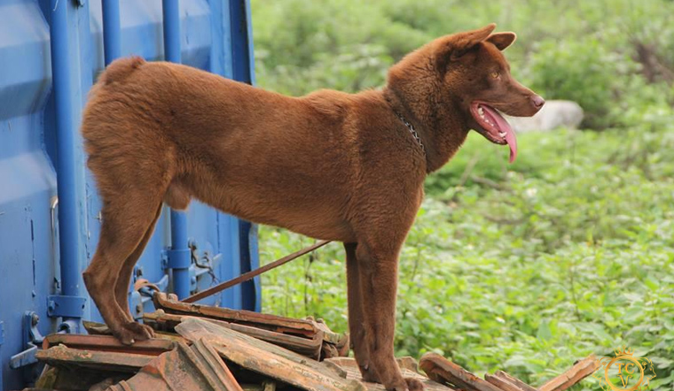 Tìm hiểu về giống chó mông cộc - Quốc khuyển của Việt Nam