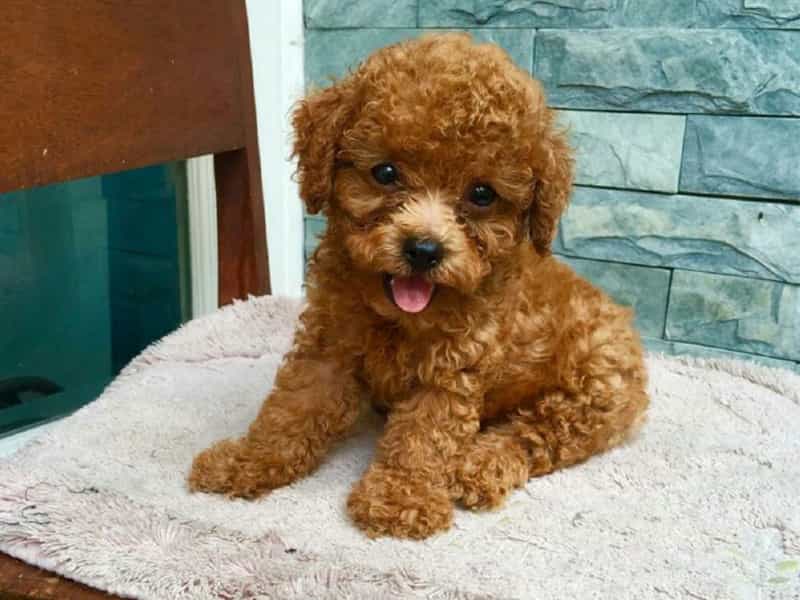 Giống chó Tiny Poodle, chó Poodle Tiny trưởng thành nặng bao nhiêu