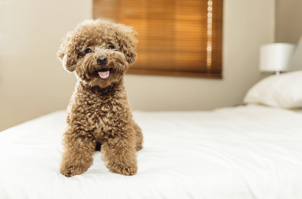 Các giống chó Poodle thuần chủng hiện nay tại Việt Nam