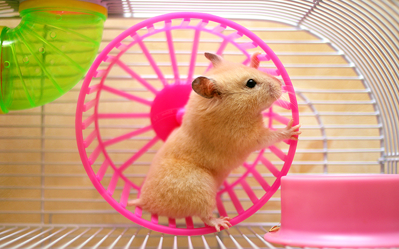 Chi tiết cách nuôi hamster cho người mới tập nuôi