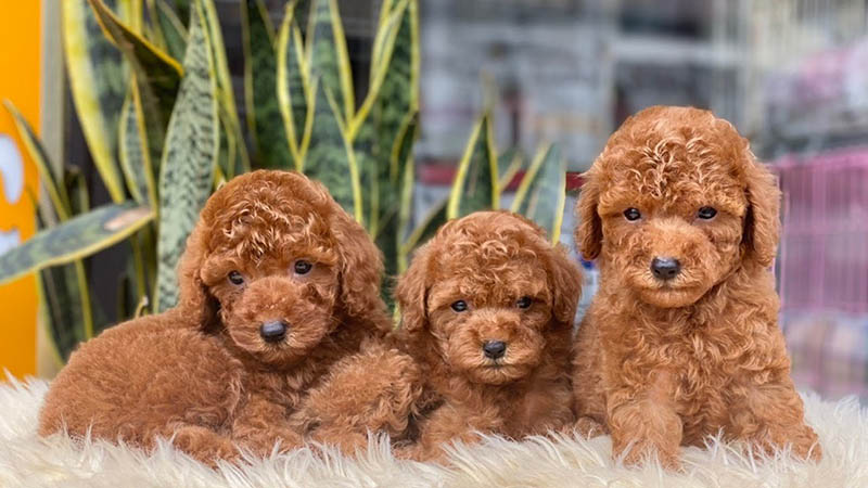 Phối giống chó Poodle và một số lưu ý cần biết