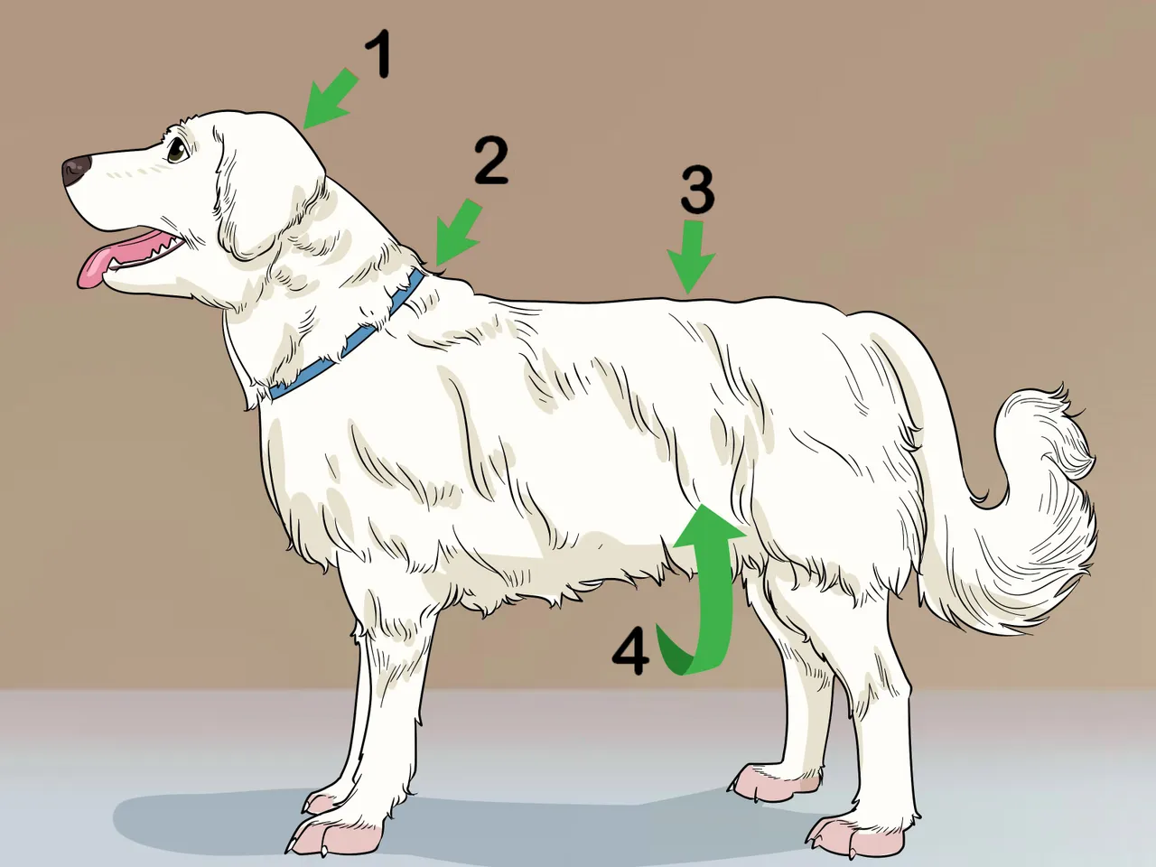 Hướng dẫn cách cắt tỉa lông chó Poodle đẹp tại nhà vừa rẻ vừa dễ