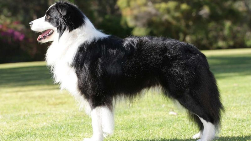 Chó Border Collie: Nguồn gốc, đặc điểm, cách nuôi, giá bán