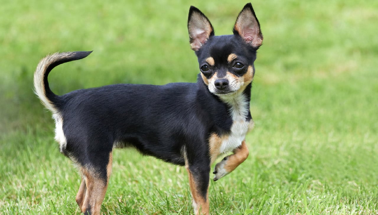 Cẩm nang huấn luyện chó Chihuahua từ A-Z - Dịch Vụ Huấn Luyện Chó