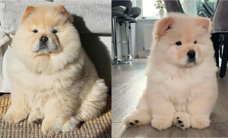 Chó ChowChow - Thư Viện Pet - Trang Chia Sẻ Thông Tin Và Cách Chăm Sóc Thú  Cưng