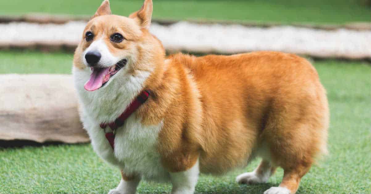 Cẩm nang chăm sóc chó Corgi