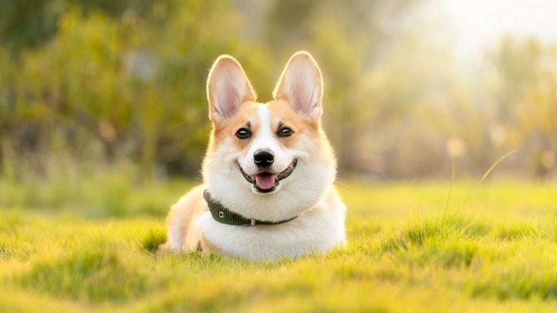 Cẩm nang chó Corgi: Nguồn gốc, đặc điểm, cách nuôi, giá bán