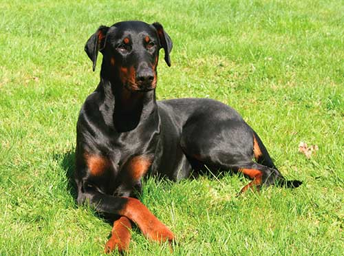 Giống chó Doberman Pinscher - một vật nuôi đáng tin cậy trong gia đình -  VietDVM | Trang thông tin kiến thức Chăn nuôi UY TÍN