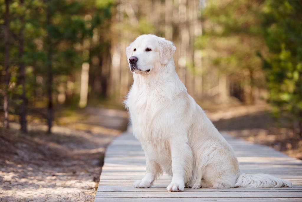 Giá chó Golden Retriever tại Việt Nam - Huấn luyện chó thành tài