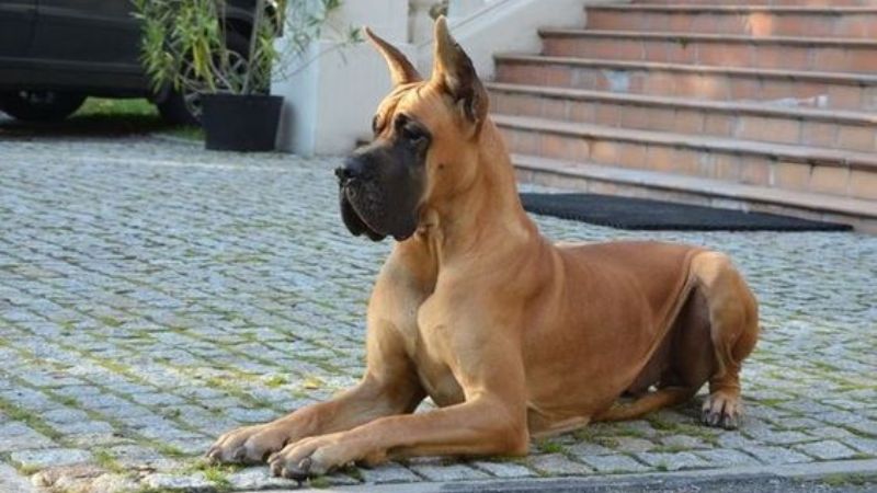 Chó Great Dane: Đặc điểm, cách nuôi, cách chăm sóc, giá bán