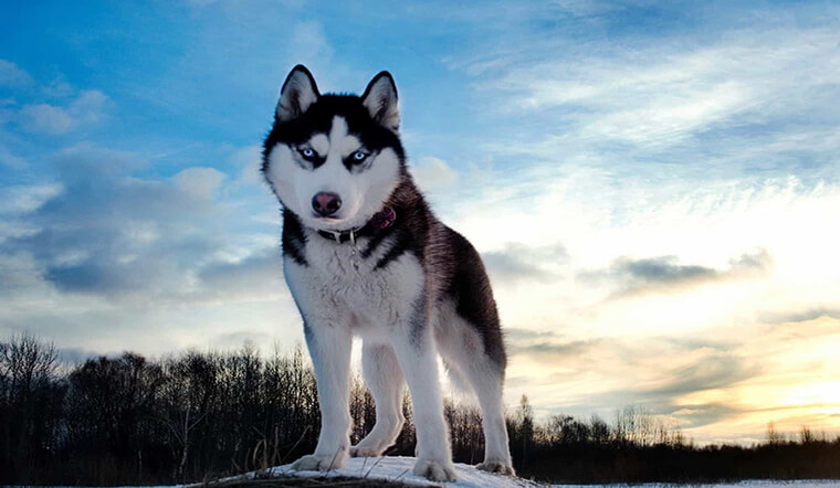 Cẩm nang chó Husky: Nguồn gốc, đặc điểm, cách nuôi, giá bán